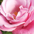 Roz - Trandafir teahibrid - Barbra Streisand